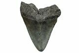 Fossil Megalodon Tooth - South Carolina #341464-1